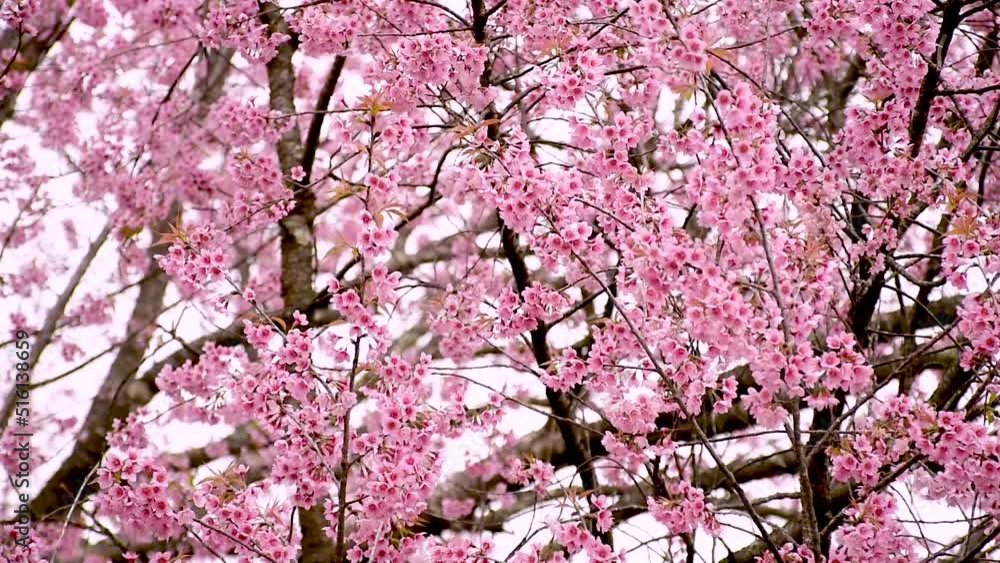 Sakura thailand - Cherry blossoms in Thailand Also known as the Phaya Suea Krong flower. flowers with pink up in the middle of the forest naturally Sakura thailand - Cherry blossoms in Thailand Also known as the Phaya Suea Krong flower. flowers with pink up in the middle of the forest naturally