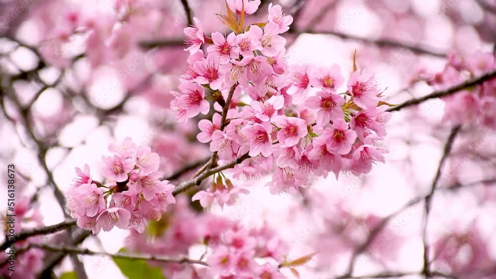 Sakura thailand - Cherry blossoms in Thailand Also known as the Phaya Suea Krong flower. flowers with pink up in the middle of the forest naturally Sakura thailand - Cherry blossoms in Thailand Also known as the Phaya Suea Krong flower. flowers with pink up in the middle of the forest naturally