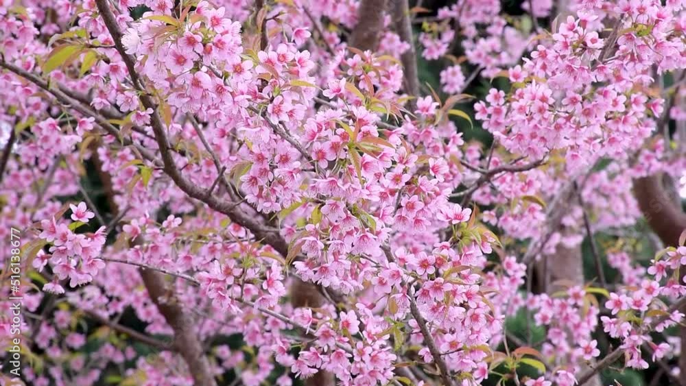 Sakura thailand - Cherry blossoms in Thailand Also known as the Phaya Suea Krong flower. flowers with pink up in the middle of the forest naturally Sakura thailand - Cherry blossoms in Thailand Also known as the Phaya Suea Krong flower. flowers with pink up in the middle of the forest naturally