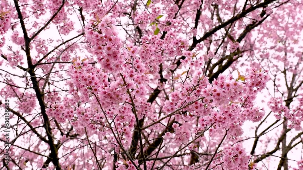 Sakura thailand - Cherry blossoms in Thailand Also known as the Phaya Suea Krong flower. flowers with pink up in the middle of the forest naturally Sakura thailand - Cherry blossoms in Thailand Also known as the Phaya Suea Krong flower. flowers with pink up in the middle of the forest naturally