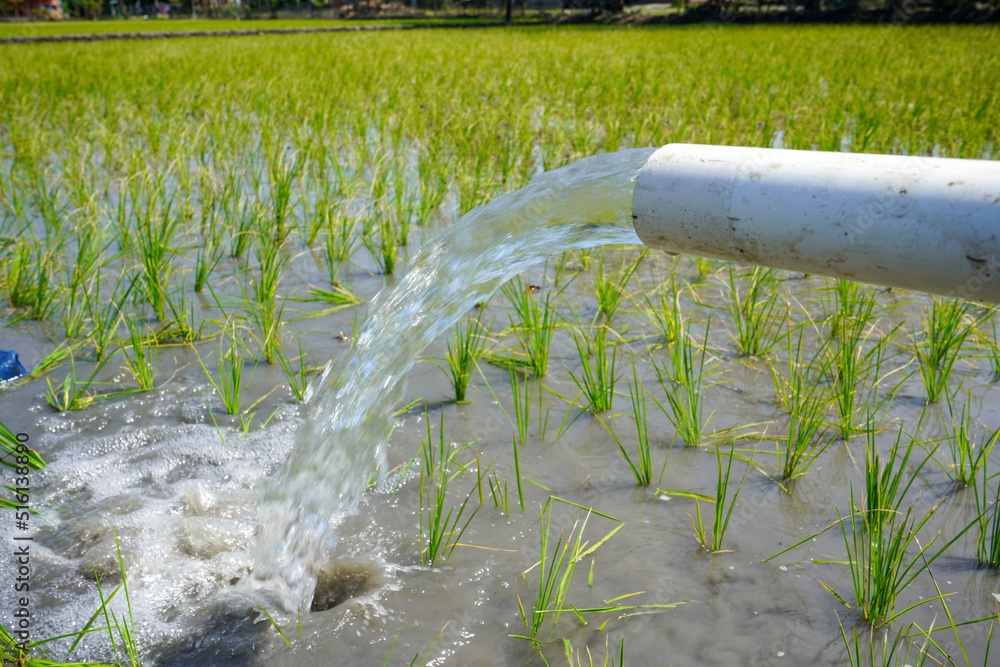 Irrigation of rice fields using pump wells with the technique of ...