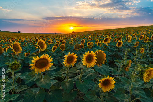 Sunflower field at sunset time © Vastram