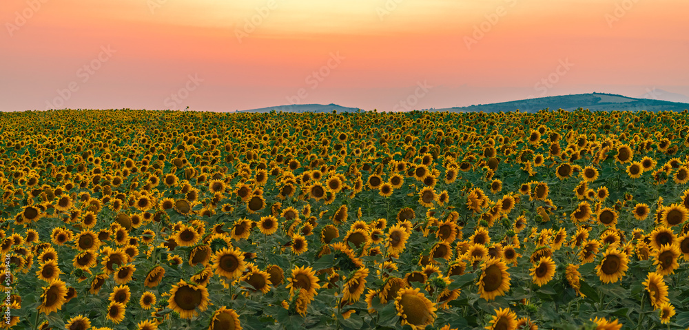 Obraz premium Sunflower field at sunset time