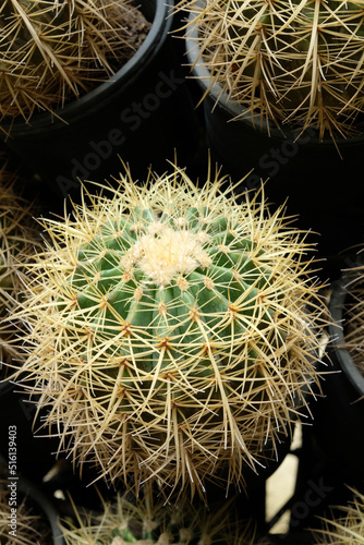 Ball shaped cactus.