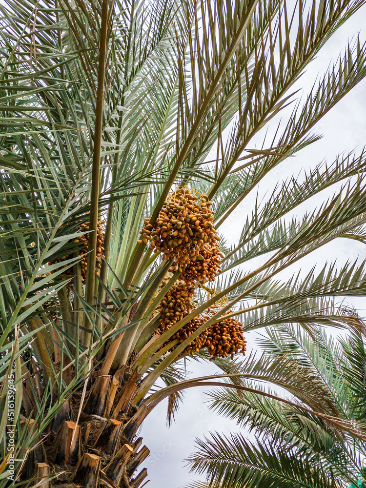 Obraz premium Dates ripening on Palm Tree in Al Ain, Abu Dhabi
