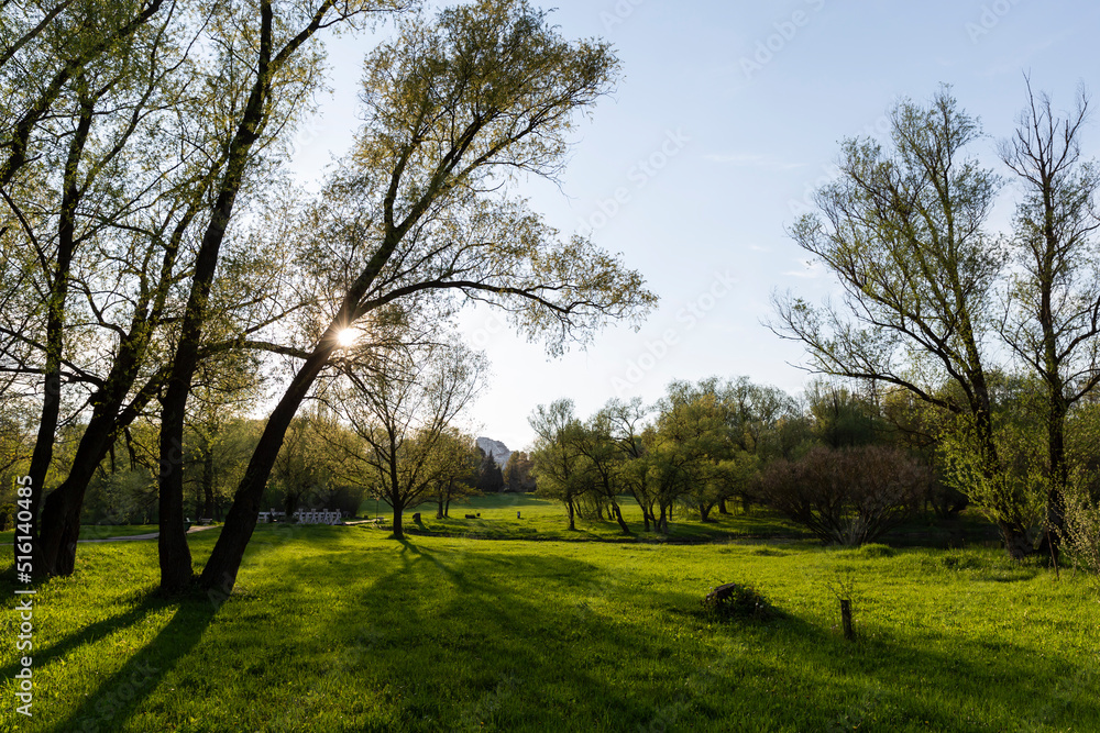 Obraz premium landscape with trees