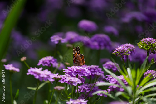 butterfly on a flower © Lilian