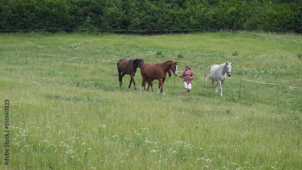 Young woman in shorts and shirt taking horses back to stables from green meadow, wind moves clothes and grass around Young woman in shorts and shirt taking horses back to stables from green meadow, wind moves clothes and grass around