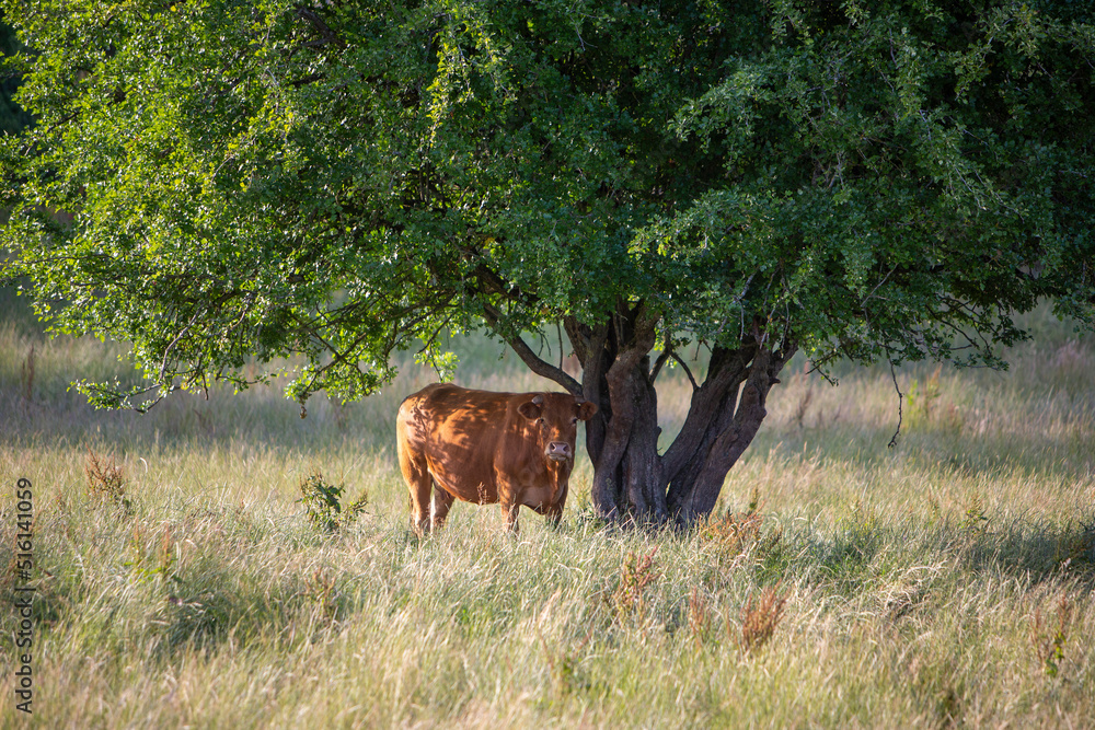 cow under tree in green summer meadow in belgian ardennes region cow under tree in green summer meadow in belgian ardennes region