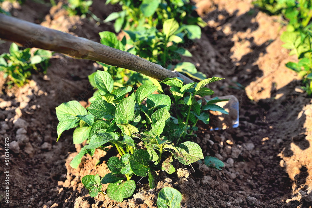 Obraz premium processing rows of young potatoes by hand with a hoe on a plantation, potatoes on a field in the sun