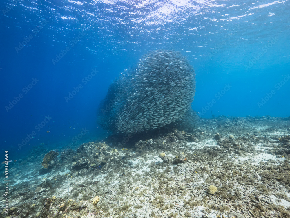 Seascape with Bait Ball, School of Fish, Mackerel fish in the coral reef of the Caribbean Sea, Curacao Seascape with Bait Ball, School of Fish, Mackerel fish in the coral reef of the Caribbean Sea, Curacao