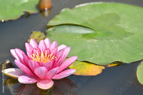 日本の仏が住むと言われている水上で花を咲かせる水連