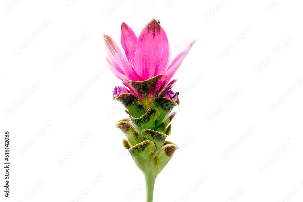 Siam Tulip flower isolated on white background Siam Tulip flower isolated on white background