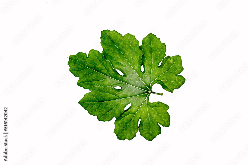 Leaves with strange shapes and patterns Leaves with strange shapes and patterns