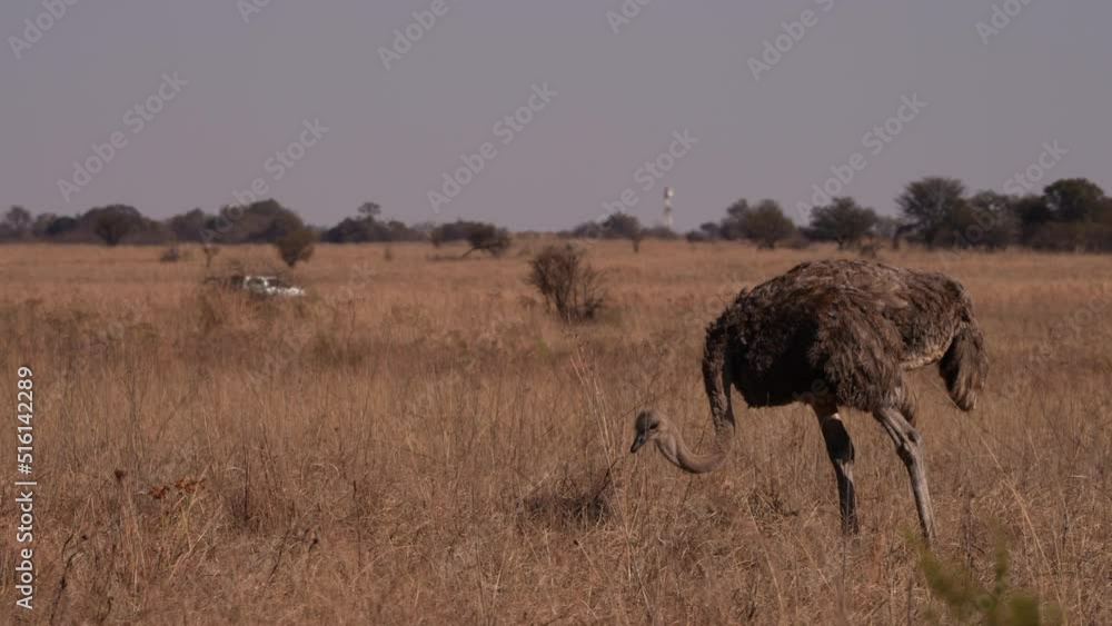 A single Ostrich walking in the open brown field during winter months looking at pecking for graze and eating and looking for predators and looking at the the tourists driving by on a Safari A single Ostrich walking in the open brown field during winter months looking at pecking for graze and eating and looking for predators and looking at the the tourists driving by on a Safari