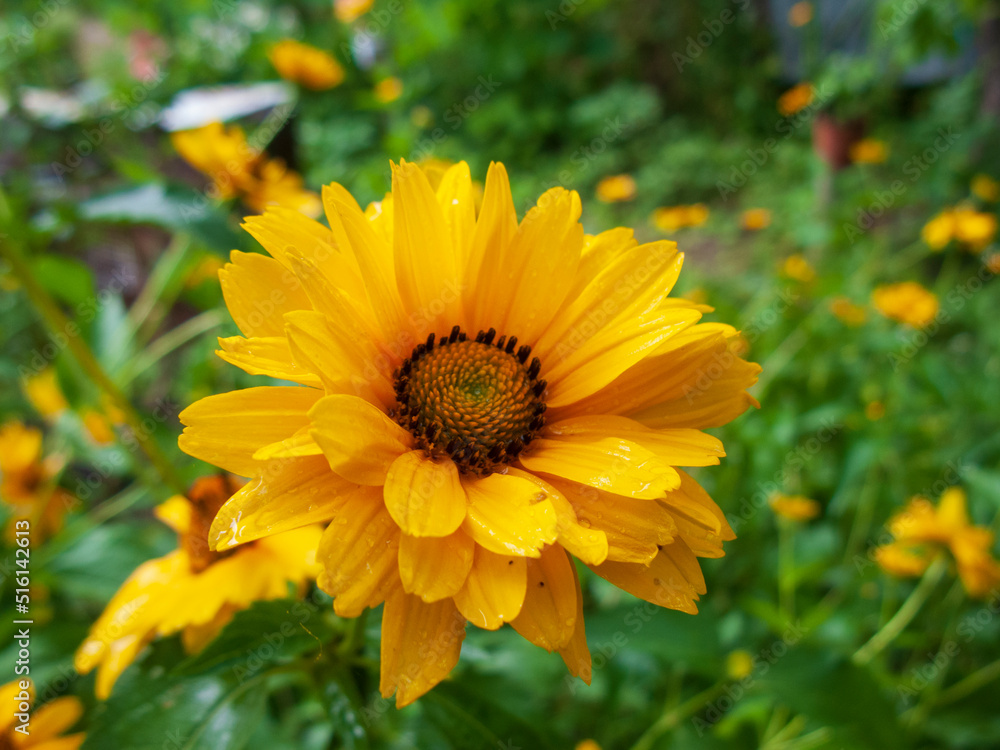Close-up photo of yellow flowers Close-up photo of yellow flowers