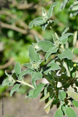 Jerusalem sage