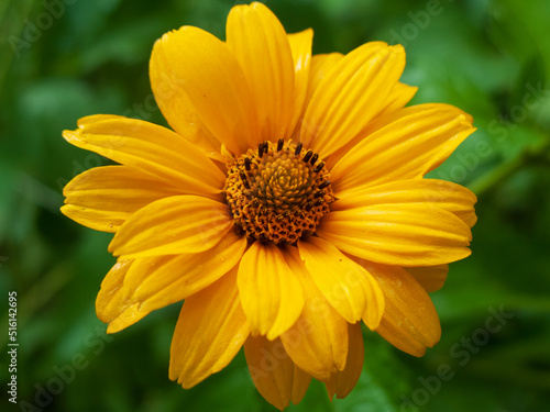 Close-up photo of yellow flowers