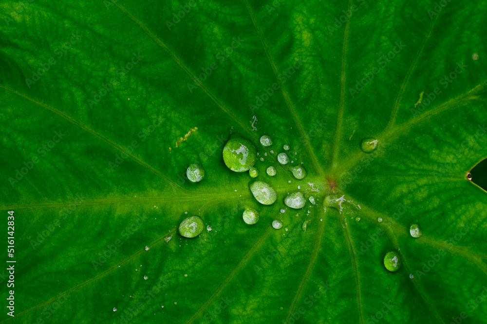Green leaf with drops of water close up, green banana taro leaf. Green leaf with drops of water close up, green banana taro leaf.