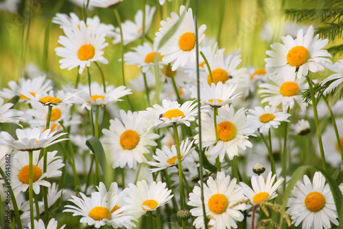 field of daisies in the evening light