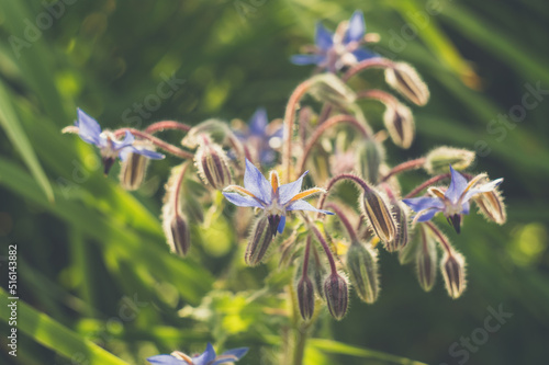 kwitnący ogórecznik lekarski (Borago officinalis)