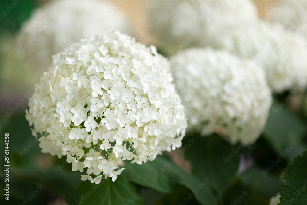 Blühende Hortensie (Hydrangea)