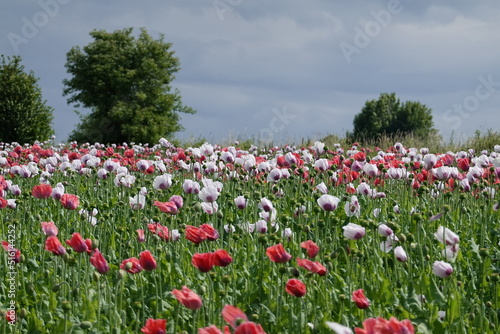 Wallpaper Mural Blooming poppy fields . Blühende Mohnfelder . Lower Austria . Niederösterreich Torontodigital.ca