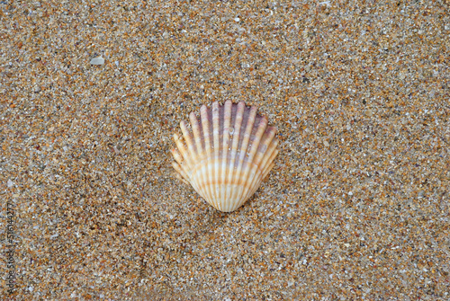 Close Up of Small Isolated Shell on Sandy Beach