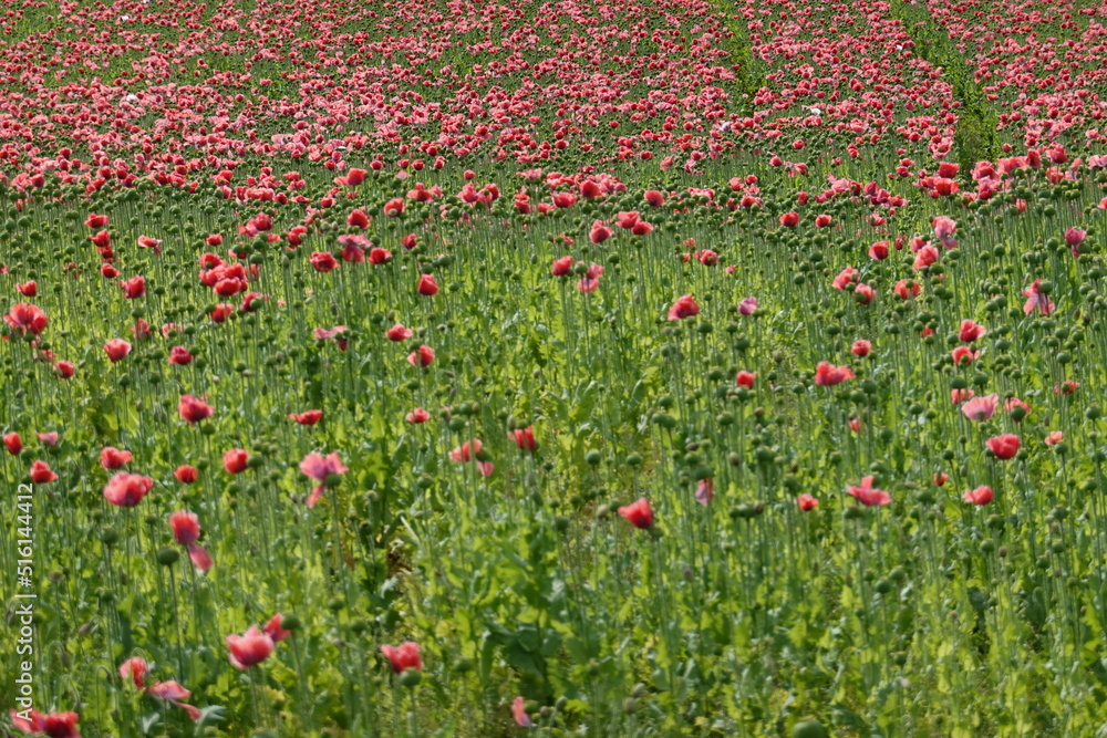 Blooming poppy fields . Blühende Mohnfelder . Lower Austria . Niederösterreich