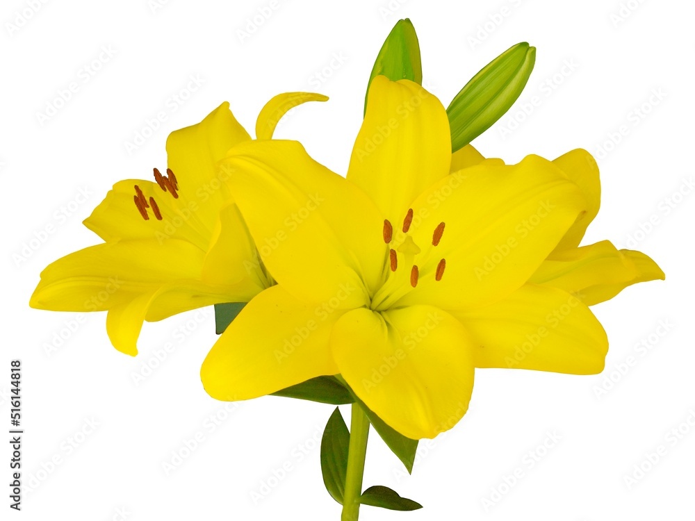 pretty yellow  lilies with brown pollen isolated close up 