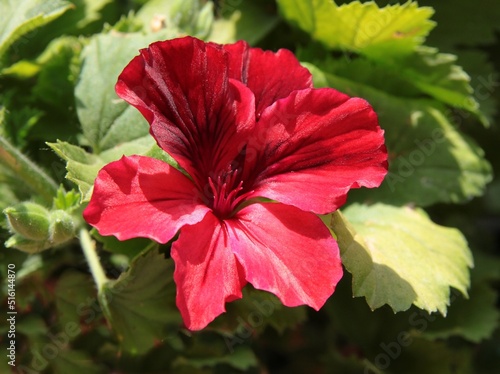 pretty pink and red flowers of geranium potted plant © Maria Brzostowska