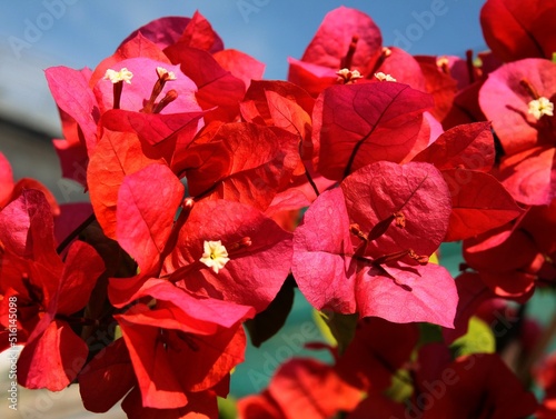 Bougainvillea Glabra choisy climbing plant with red flowers close up