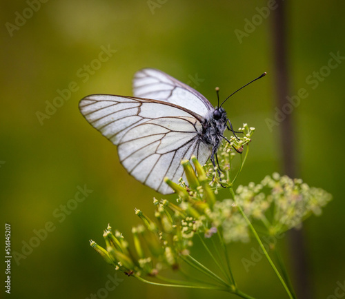 Butterfly © Shumperk