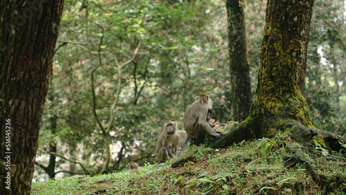 Wild Monkey Forest on Daun waterfall, Bogor, Indoensia  © AvrPrn