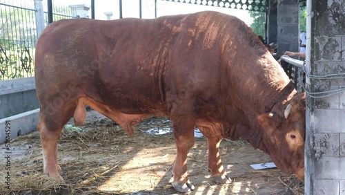 Brown Cow (sapi qurban) for the preparation on Eid al-Adha
 photo