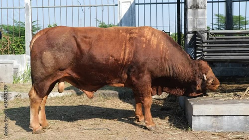 Brown Cow (sapi qurban) for the preparation on Eid al-Adha
 photo