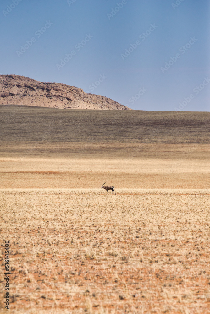 Obraz premium One single lonely oryx antelope stands in the middle of a wide desert-like field with mountains in the background. Beautiful, peaceful, abstract nature scene in Namibia, Africa. 