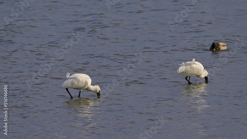 独特の動きで餌を探す絶滅危惧種のクロツラヘラサギ