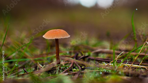 Macro de petits champignons, sur un chemin forestier