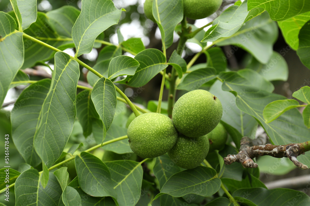 Green unripe walnuts on tree branch, closeup