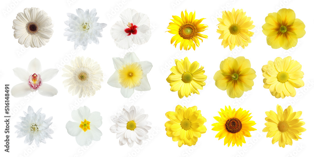 Set with different beautiful flowers on white background. Banner design Set with different beautiful flowers on white background. Banner design