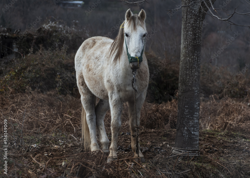 Fototapeta premium horse in the field
