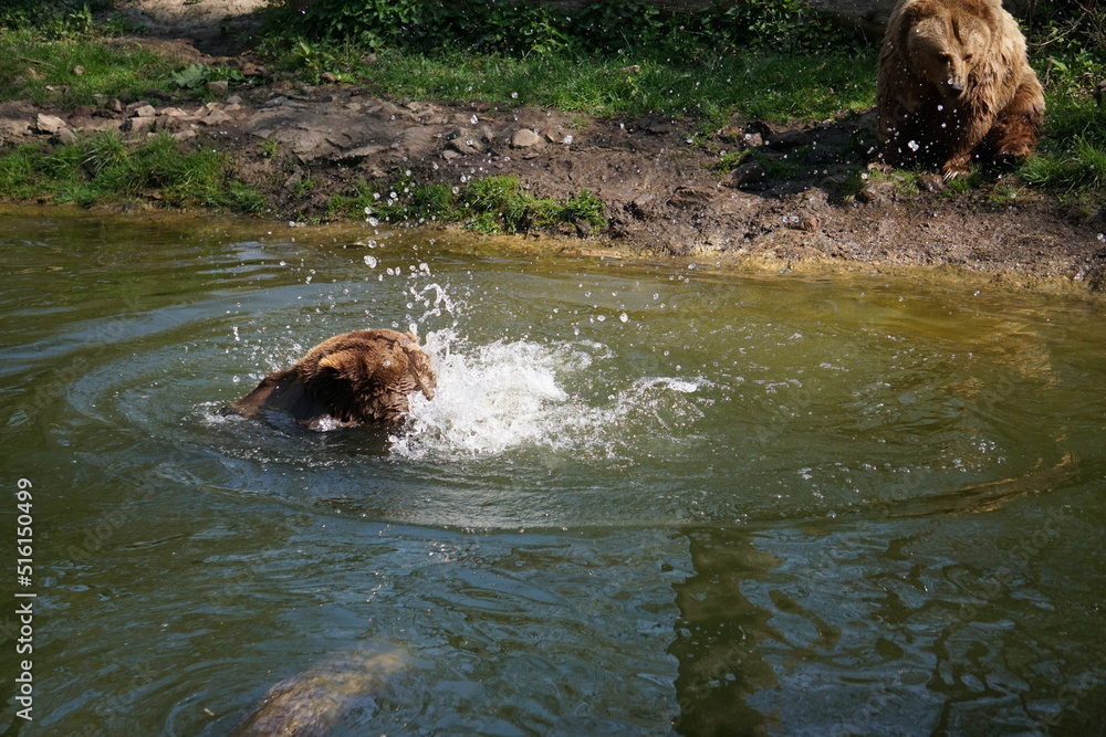 Obraz premium Wisentgehege Springe (Germany) 
