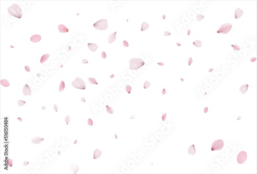 Sakura petals background. Cherry petals backdrop