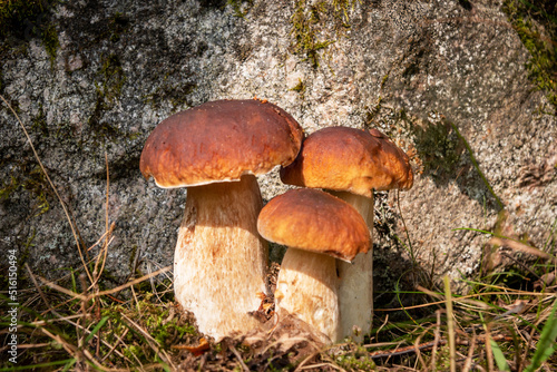 A family of boletus grows in the forest. Forest porcini mushrooms in their natural habitat. Boletus family.