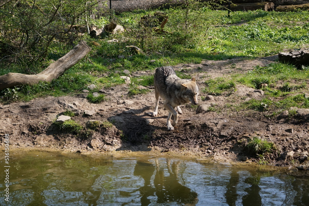 Fototapeta premium Wisentgehege Springe (Germany) 
