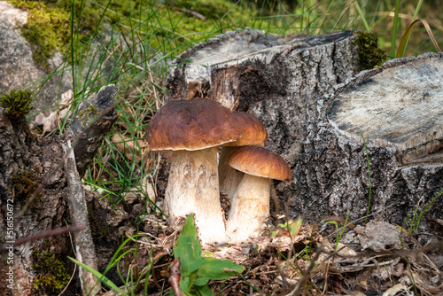 A family of boletus grows in the forest. Forest porcini mushrooms in their natural habitat.
