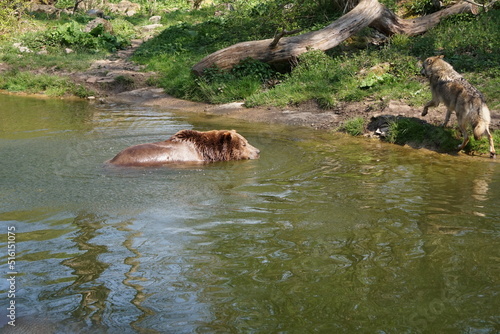 Wisentgehege Springe (Germany)