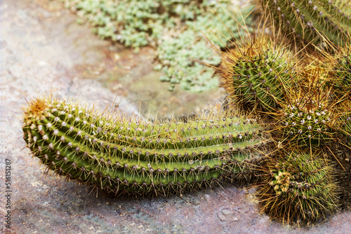 Cactus phallic shape. Funny Prickly Cactus Penis close-up with little Cactuses and  big cactus in Botanical Garden. Argentine Giant Cactus photo