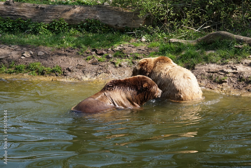 Fototapeta premium Wisentgehege Springe (Germany)
